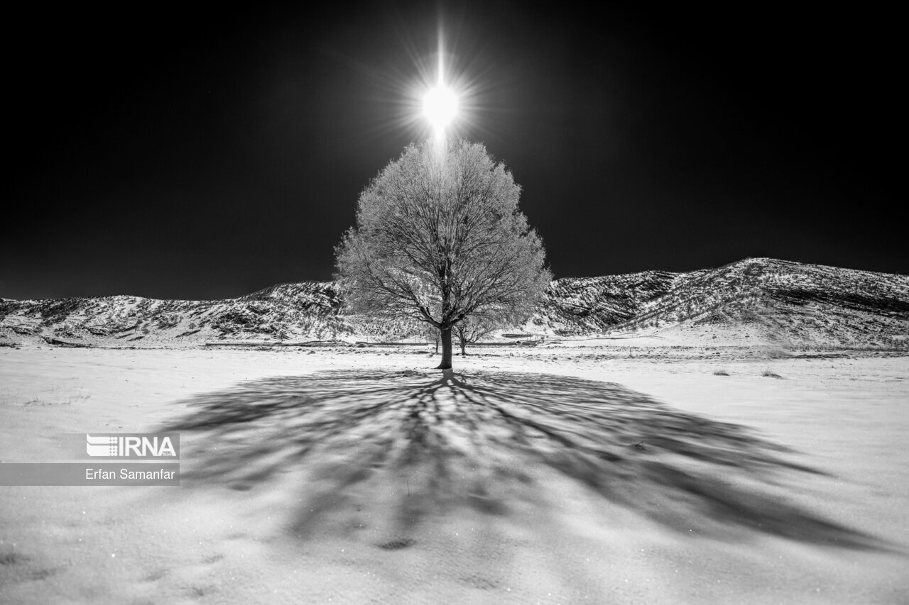 تصاویر: به سپیدی برف