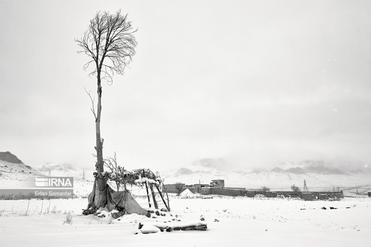 تصاویر: به سپیدی برف