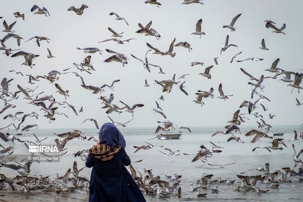 تصاویر: سواحل خلیج فارس