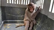ببینید / نگهداری میمون و پرندگان شکاری در یک قفس در باغ وحش زاهدان!