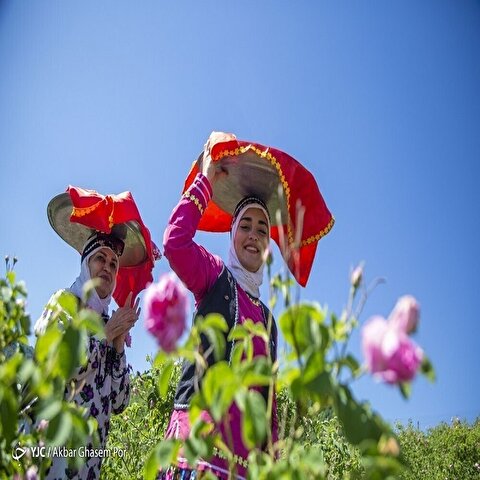 تصاویر: شادپیمایی گل محمدی و گلاب گیری در دودانگه ساری