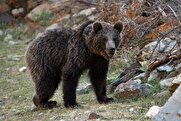 ویدیو /  شکار خرس قهوه‌ای توسط دوربین تله‌ای در رامسر