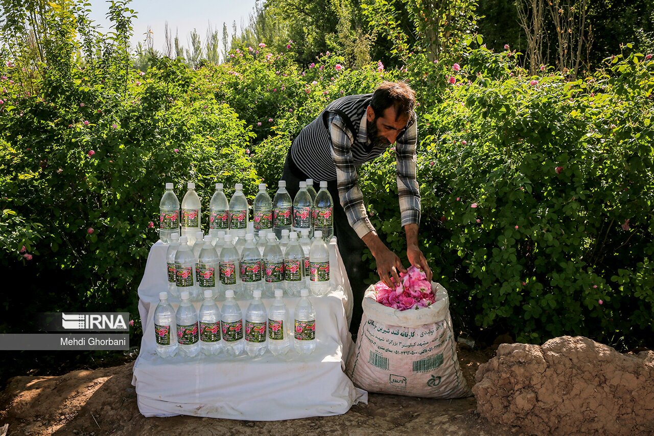 تصاویر: برداشت گل محمدی در روستای فرخد
