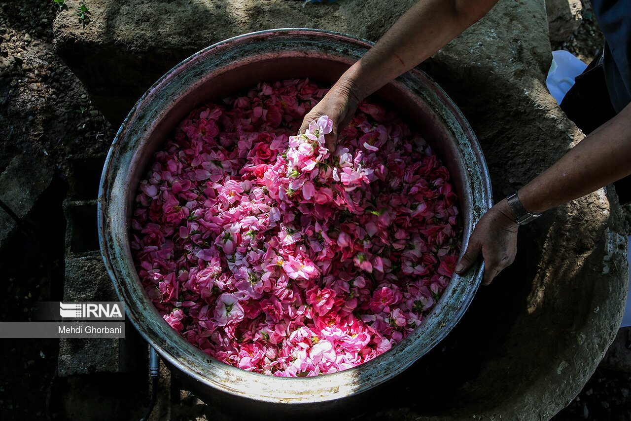 تصاویر: برداشت گل محمدی در روستای فرخد