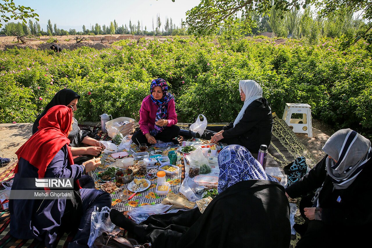 تصاویر: برداشت گل محمدی در روستای فرخد