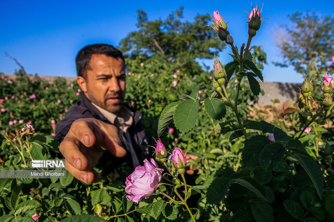 تصاویر: برداشت گل محمدی در روستای فرخد