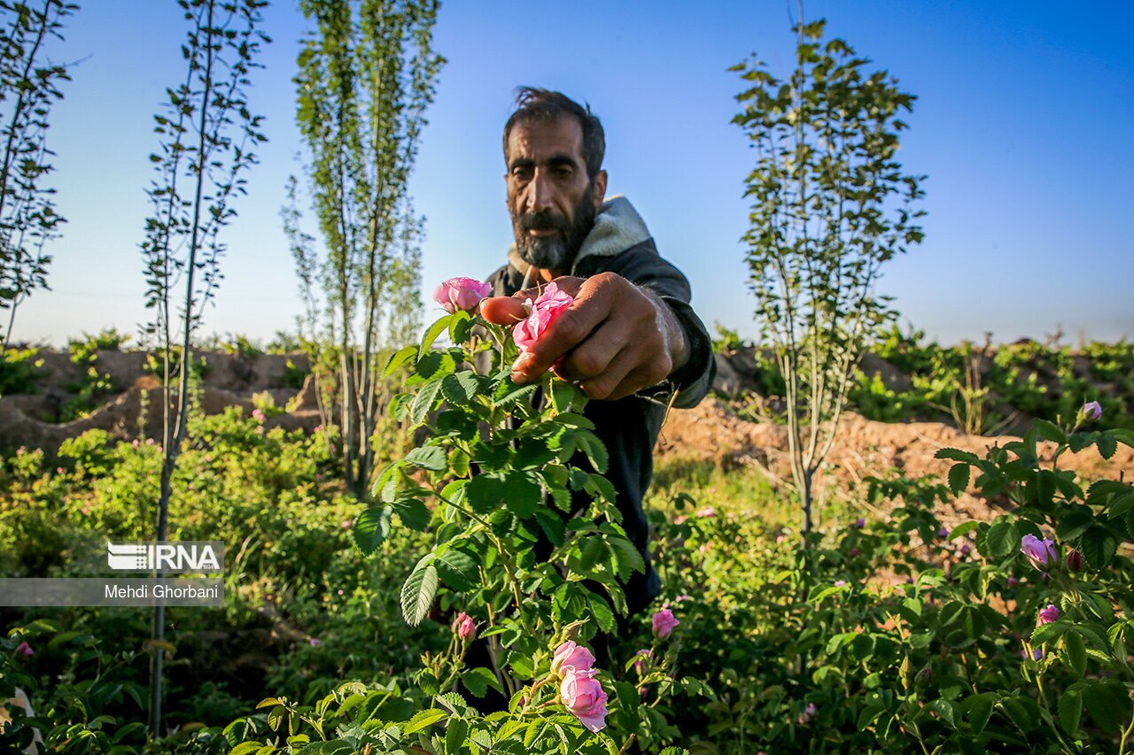 تصاویر: برداشت گل محمدی در روستای فرخد