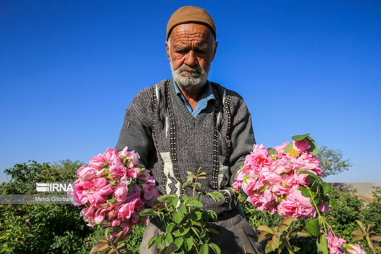 تصاویر: برداشت گل محمدی در روستای فرخد