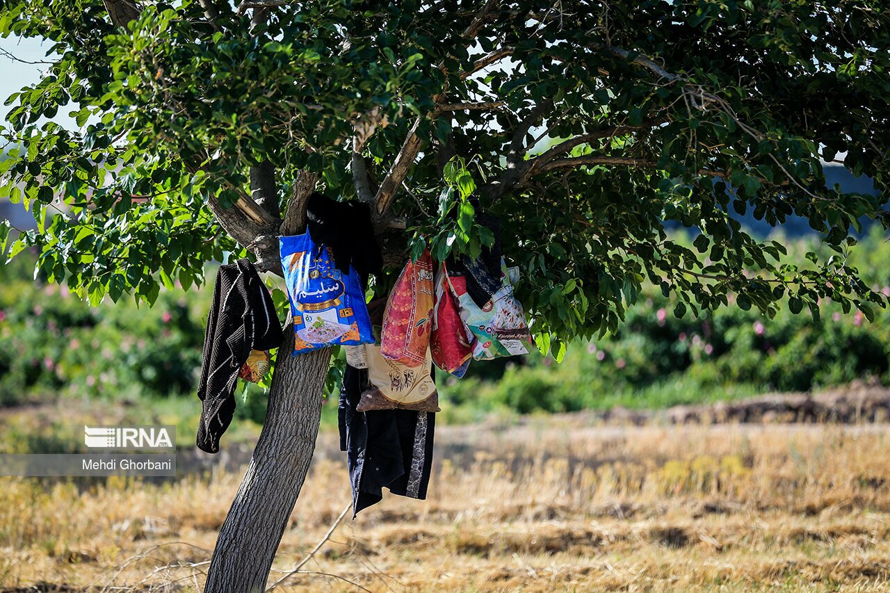تصاویر: برداشت گل محمدی در روستای فرخد