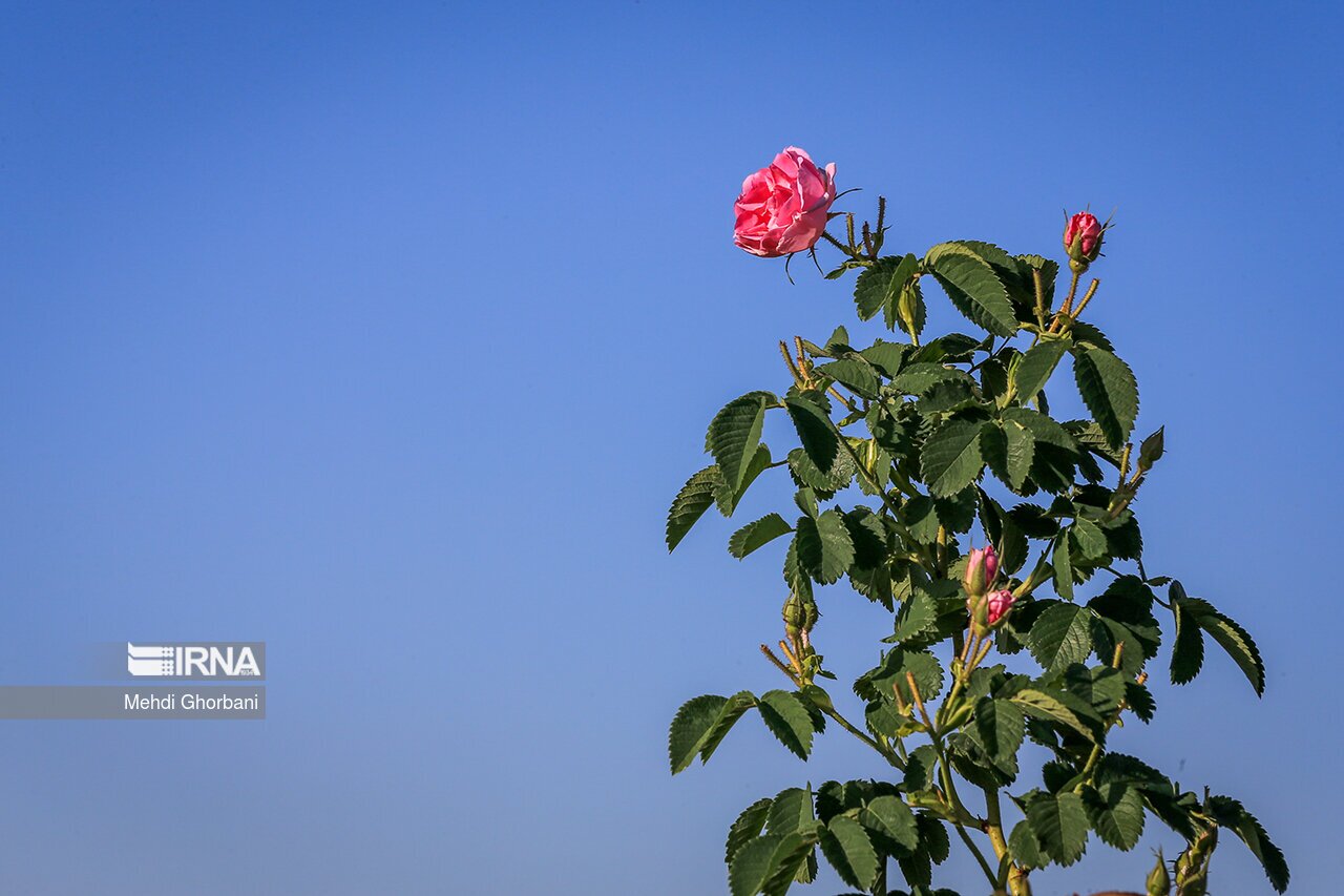 تصاویر: برداشت گل محمدی در روستای فرخد