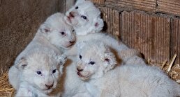 ویدیو / تولد شیر‌های سفید ۴ قلو در حیات وحش کرج
