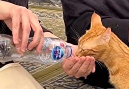 ویدیو / اقدام تحسین برانگیز یک زن با گربه در مسجد نبوی