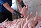 وزارت کشاورزی خطاب به مرغداران: اگر مرغ با قیمت مصوب توزیع نشو‌د قطعاً وارد می‌کنیم