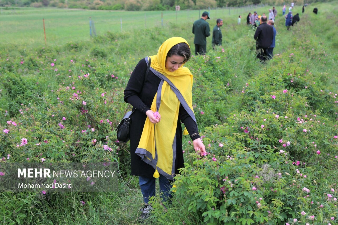 تصاویر: جشنواره گل و گلاب‌گیری شهرستان گرمی
