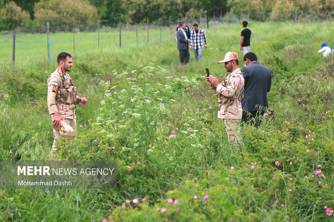 تصاویر: جشنواره گل و گلاب‌گیری شهرستان گرمی