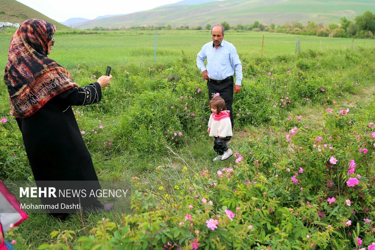 تصاویر: جشنواره گل و گلاب‌گیری شهرستان گرمی