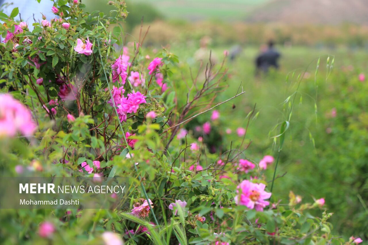 تصاویر: جشنواره گل و گلاب‌گیری شهرستان گرمی