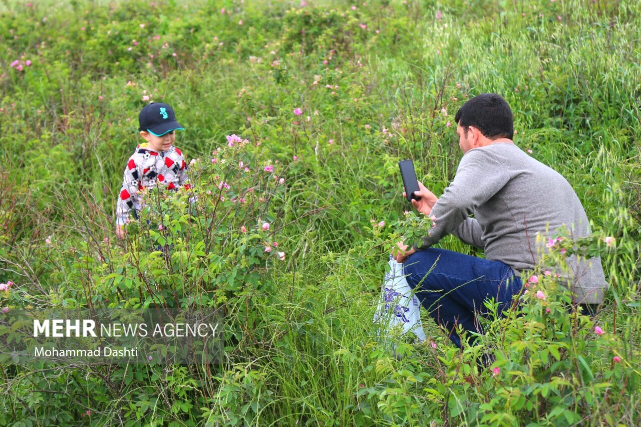 تصاویر: جشنواره گل و گلاب‌گیری شهرستان گرمی