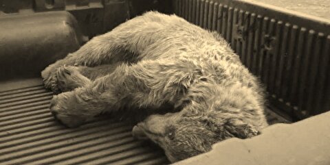 تلف شدن یک قلاده خرس در شهرستان انگوت / محیط زیست: خرس مذکور در نتیجه ساعت‌ها تعقیب توسط اهالی، آزار و اذیت و مشکل تنفسی ناشی از این حادثه تلف شده