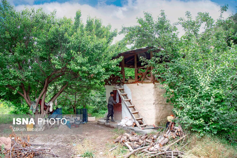 تصاویر: برداشت گیلاس در روستای بندبن