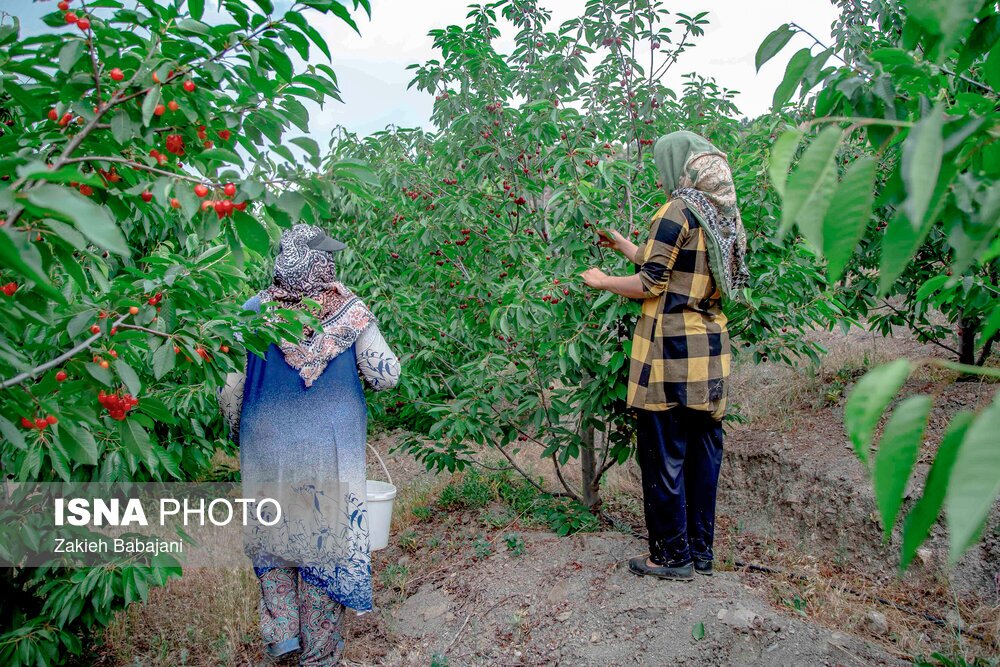 تصاویر: برداشت گیلاس در روستای بندبن