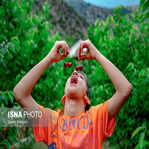 تصاویر: برداشت گیلاس در روستای بندبن