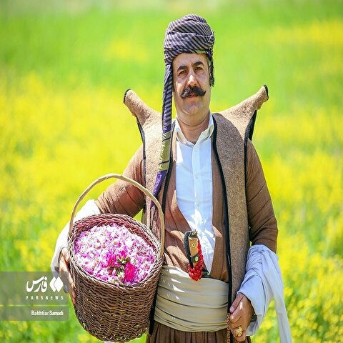 تصاویر: دومین جشنواره گلاب‌گیری «اَمرولِه»