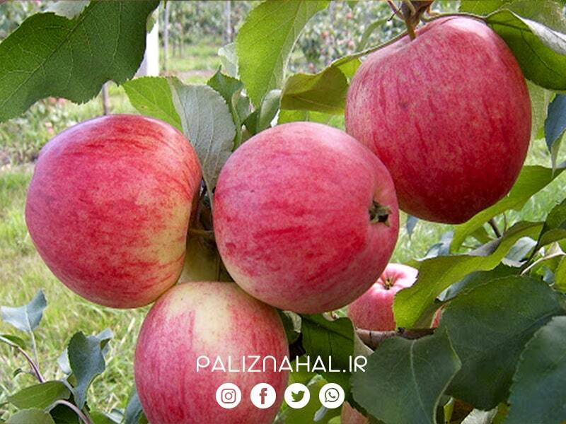 معرفی چهار نوع نهال سیب، تجاری و‌ ثروت آفرین!