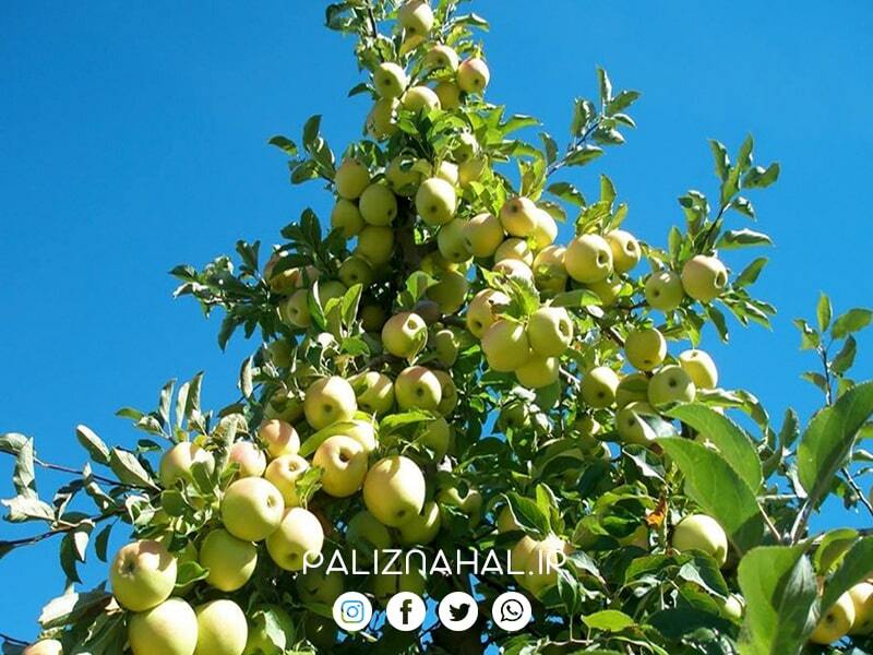 معرفی چهار نوع نهال سیب، تجاری و‌ ثروت آفرین!
