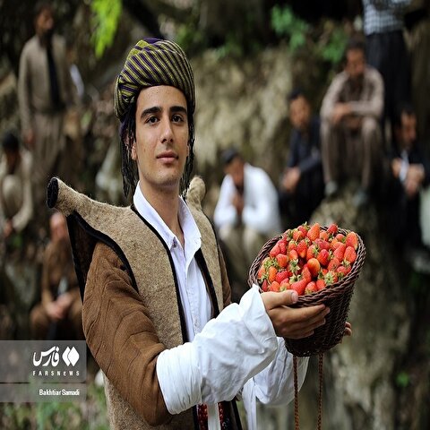 تصاویر: چهارمین «جشنواره توت‌فرنگی» شیان