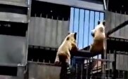 ویدیو / فرار ناتمام دو خرس قهوه‌ای بازیگوش از پارک طبیعت قزوین / بچه خرس‌ها با صدای فیلمبردار، ترسیدند و به قفس برگشتند