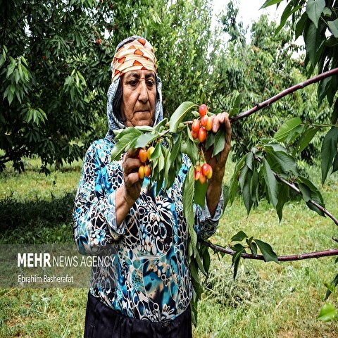 تصاویر: فصل گیلاس اشنویه