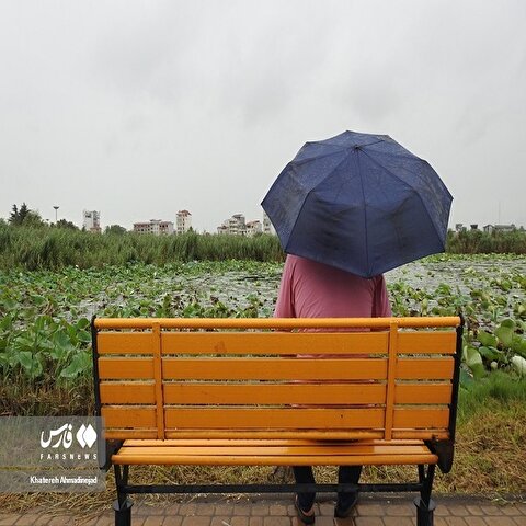 تصاویر: بارش تابستانی باران در «گیلان»