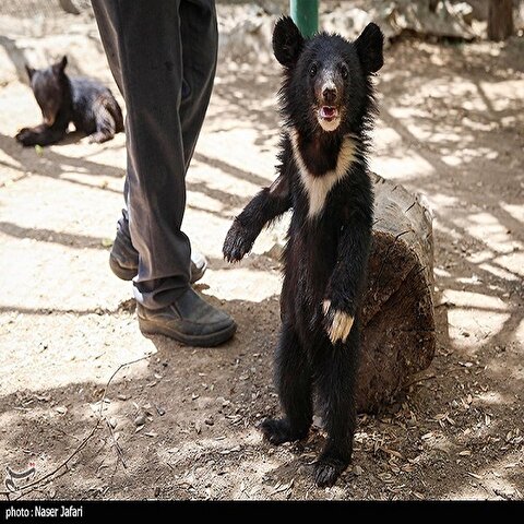 تصاویر: کلینیک حیات وحش پردیسان