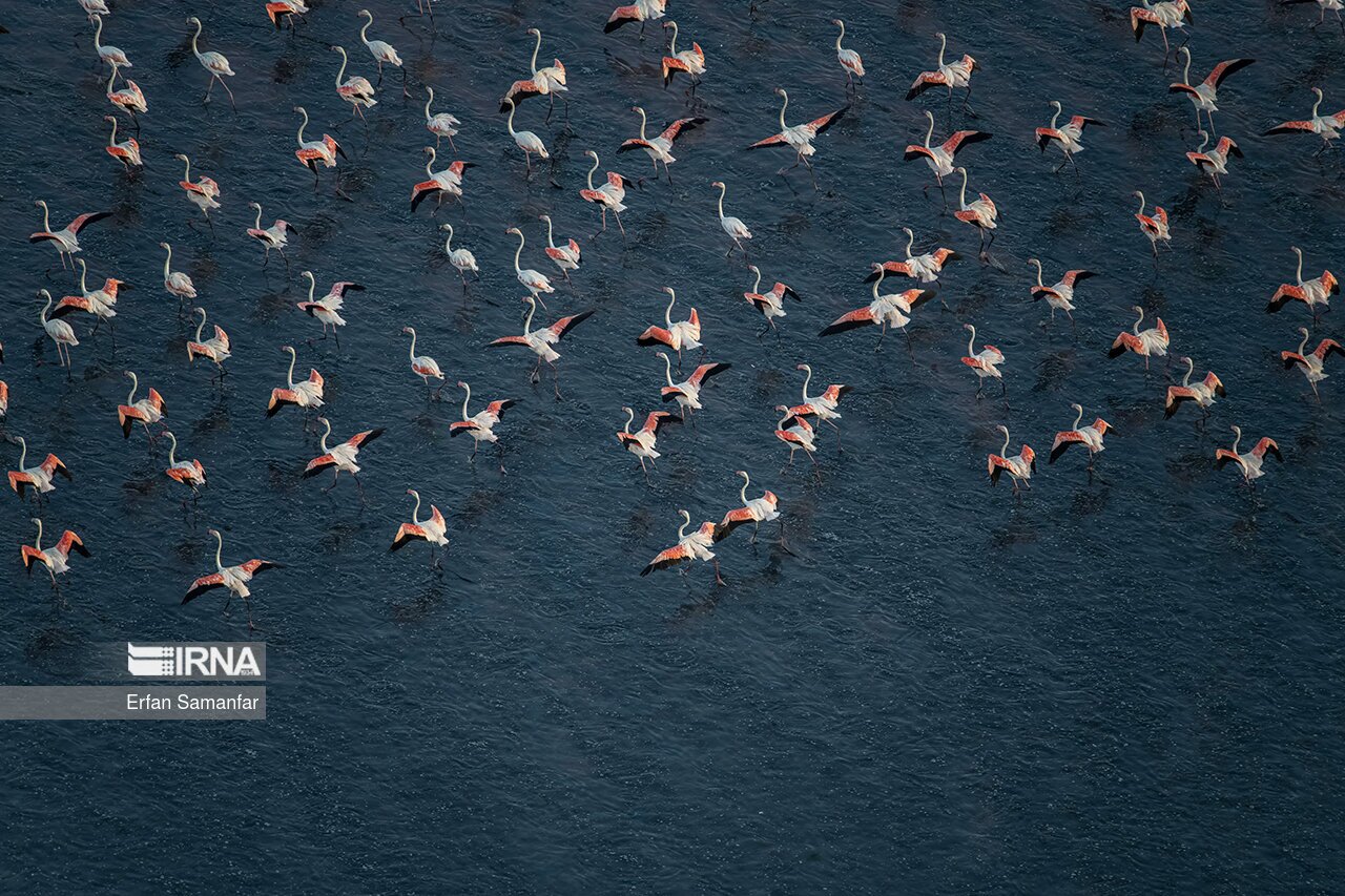 تصاویر: فلامینگوها بر فراز دریاچه