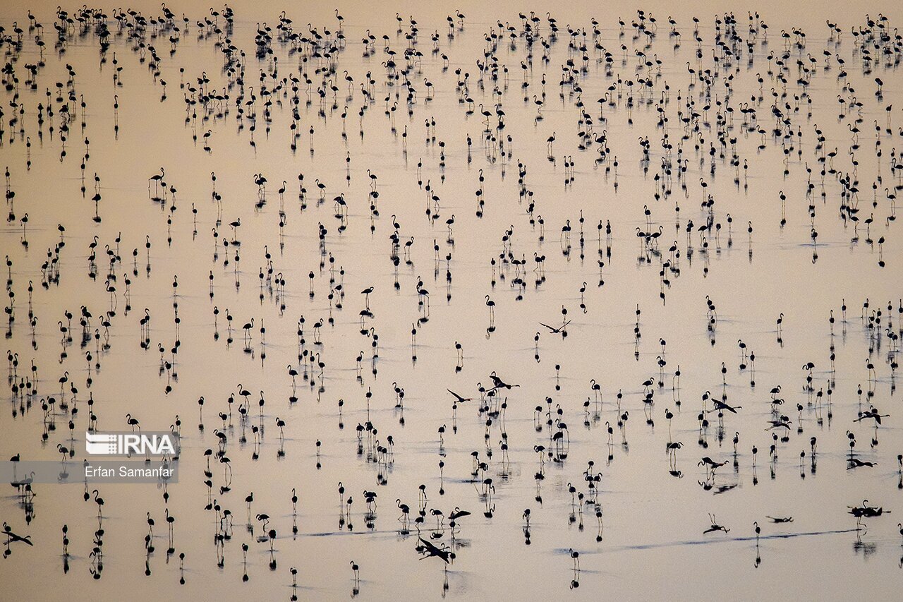 تصاویر: فلامینگوها بر فراز دریاچه
