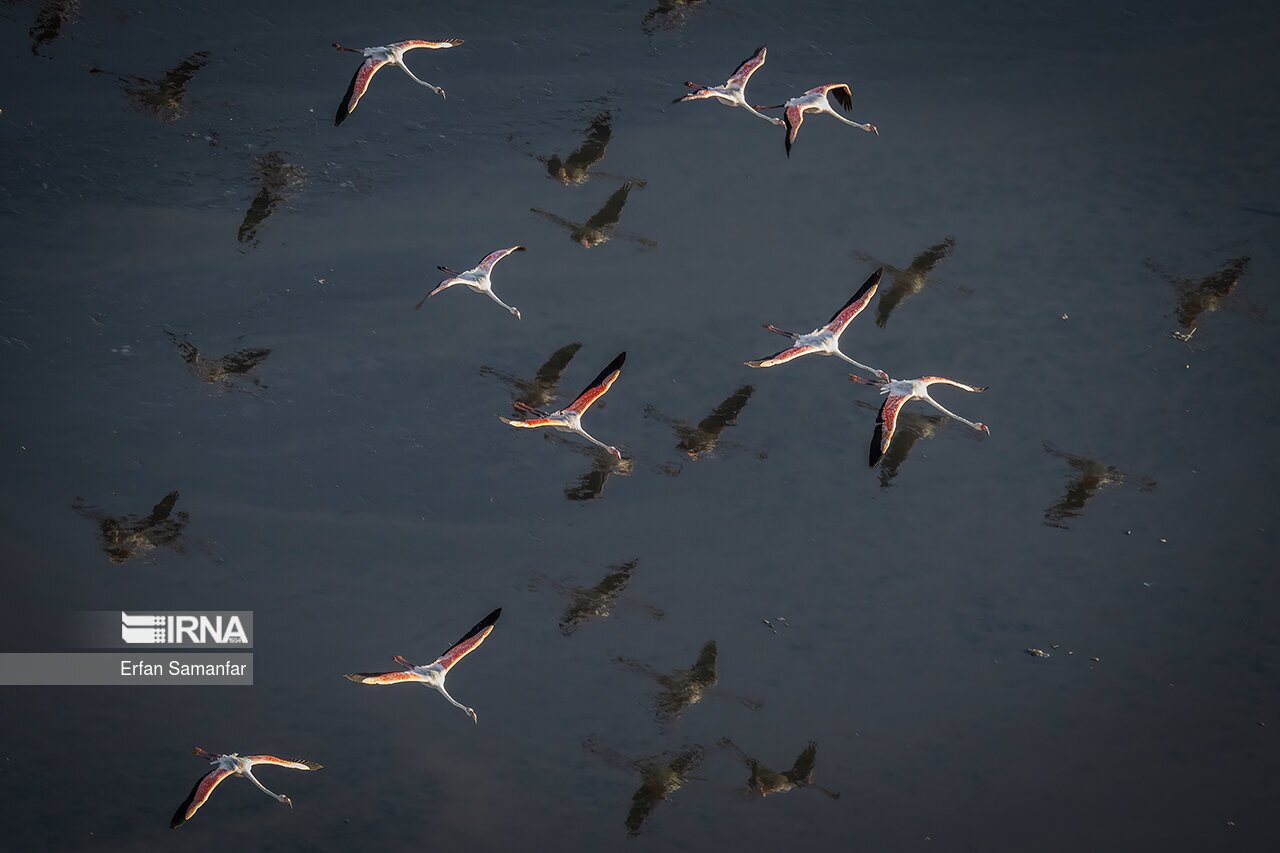 تصاویر: فلامینگوها بر فراز دریاچه