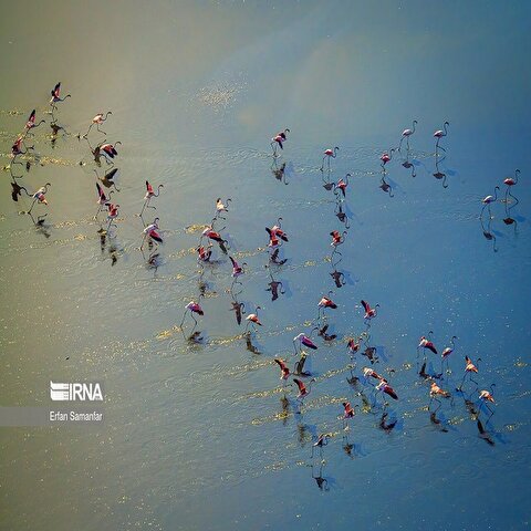 تصاویر: فلامینگوها بر فراز دریاچه