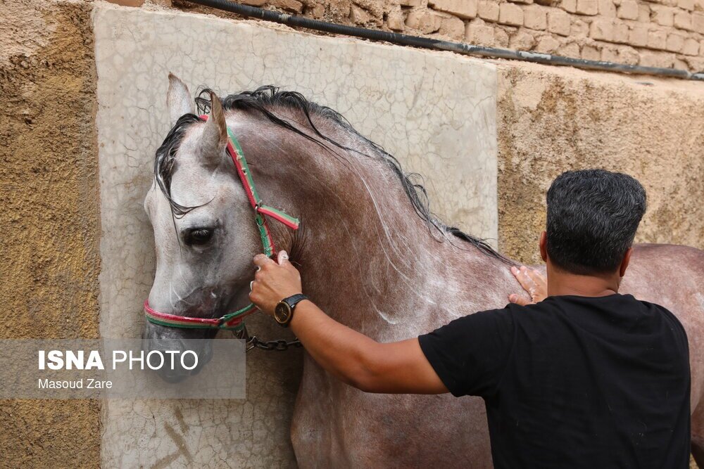 تصاویر: حرکت نمادین کاروان امام حسین (ع) از مکه به سوی کربلا