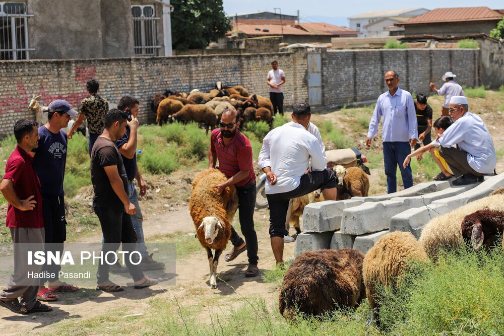 تصاویر: حال و هوای بندرترکمن در آستانه عید قربان