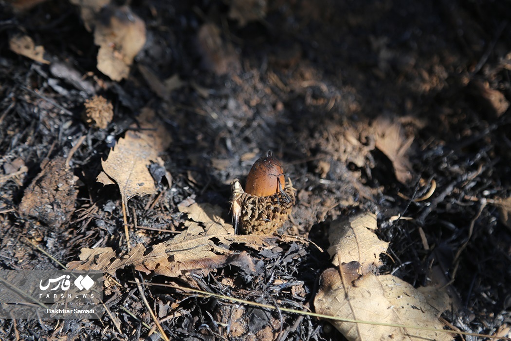 تصاویر: آتش به جانِ «جنگل‌های مریوان»