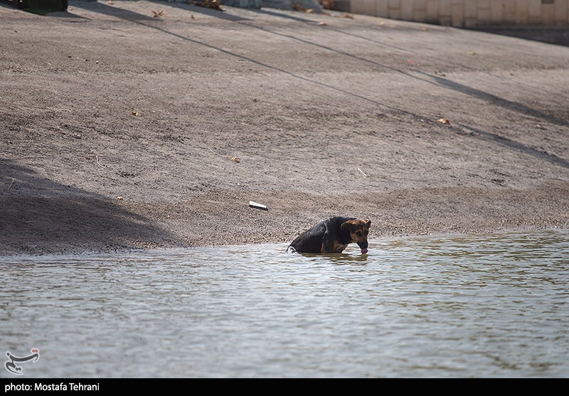 تصاویر: حال و روز دریاچه آزادی در روز‌های گرم تابستان