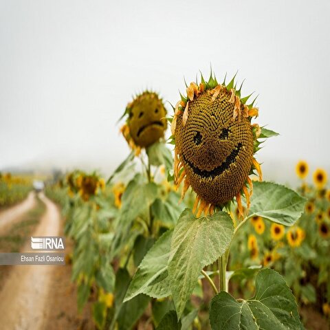 تصاویر: مزارع آفتابگردان اسب‌تاجنان