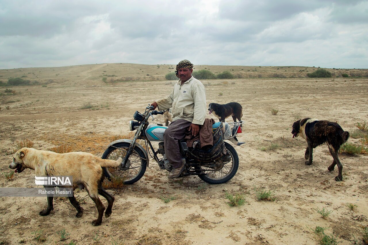 تصاویر: بیابان در کمین گلستان سبز