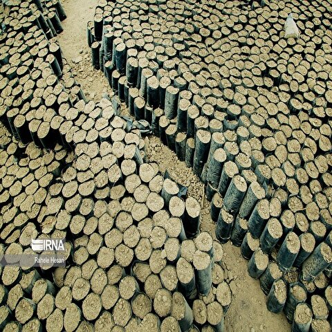 تصاویر: بیابان در کمین گلستان سبز