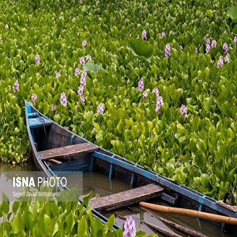 تصاویر: تالاب انزلی در حاشیه روستای آبکنار