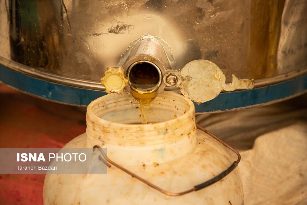 تصاویر: پرورش زنبور عسل