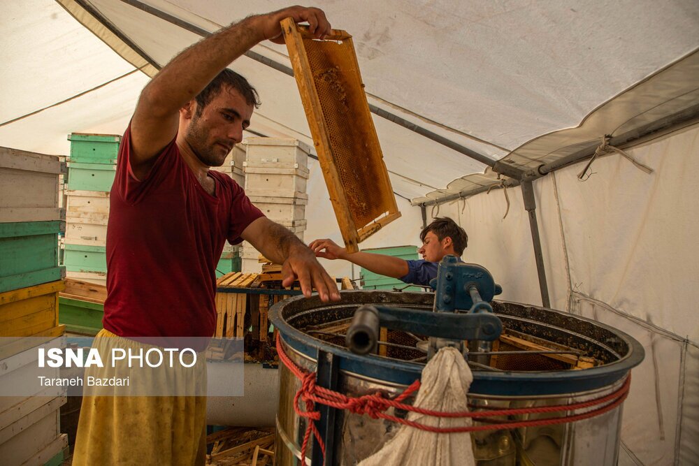 تصاویر: پرورش زنبور عسل