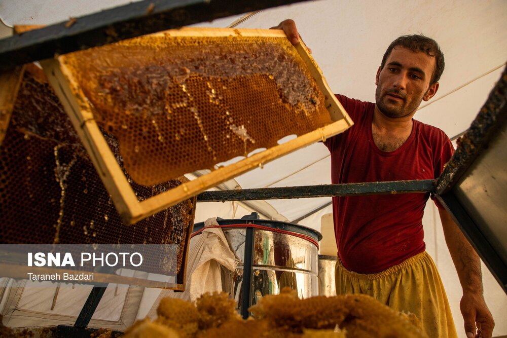 تصاویر: پرورش زنبور عسل
