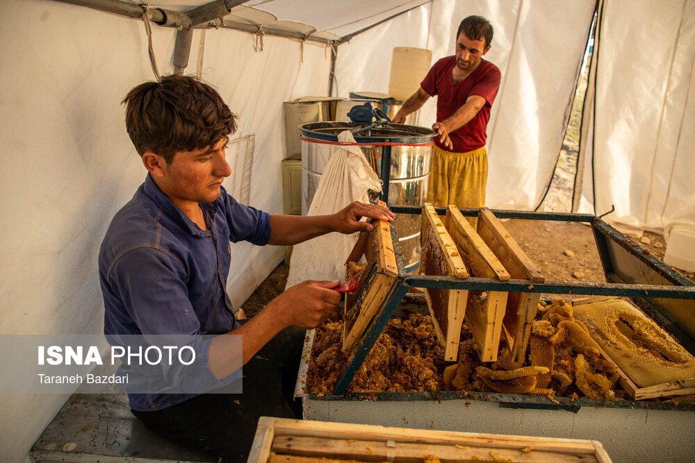 تصاویر: پرورش زنبور عسل